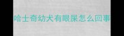 哈士奇幼犬有眼屎怎么回事