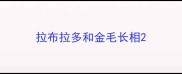 拉布拉多和金毛长相