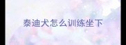 泰迪犬怎么训练坐下