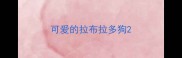 可爱的拉布拉多狗