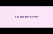正常体型的拉布拉多