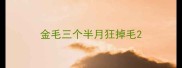 金毛三个半月狂掉毛
