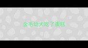 金毛幼犬吃了蛋糕
