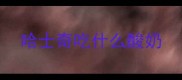哈士奇吃什么酸奶