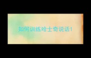 如何训练哈士奇说话