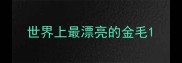 世界上最漂亮的金毛