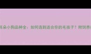 大耳朵小狗品种全如何选到适合你的毛孩子附饲养指南