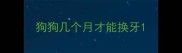 狗狗几个月才能换牙