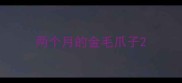 两个月的金毛爪子