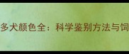 拉布拉多犬颜色全科学鉴别方法与饲养指南