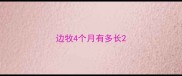 边牧4个月有多长