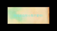 刚买的边牧小狗不爱动