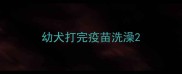 幼犬打完疫苗洗澡