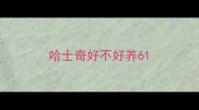 哈士奇好不好养6