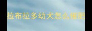 拉布拉多幼犬怎么催肥