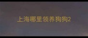 上海哪里领养狗狗