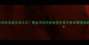 拉布拉多能长多大久黄金寻回犬的体型发育与寿命管理指南