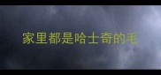 家里都是哈士奇的毛