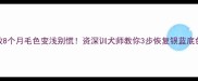 边牧8个月毛色变浅别慌资深训犬师教你3步恢复银蓝底色