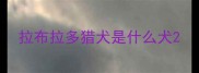 拉布拉多猎犬是什么犬