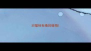 对猫咪有毒的植物