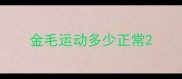 金毛运动多少正常