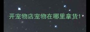 开宠物店宠物在哪里拿货