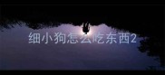 细小狗怎么吃东西