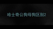 哈士奇公狗母狗区别