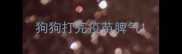 狗狗打完疫苗脾气