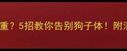 拉布拉多体臭重5招教你告别狗子体附清洁护理全攻略