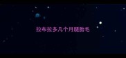 拉布拉多几个月腿胎毛