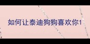 如何让泰迪狗狗喜欢你