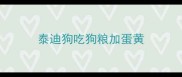 泰迪狗吃狗粮加蛋黄