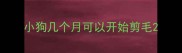 小狗几个月可以开始剪毛
