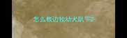 怎么教边牧幼犬趴下