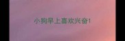 小狗早上喜欢兴奋