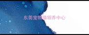 东莞宠物猫领养中心
