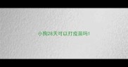 小狗28天可以打疫苗吗