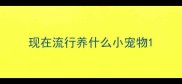 现在流行养什么小宠物