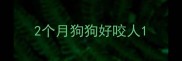 2个月狗狗好咬人