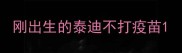 刚出生的泰迪不打疫苗