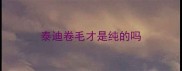 泰迪卷毛才是纯的吗
