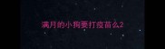 满月的小狗要打疫苗么