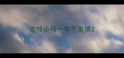 边牧小母一年不发情