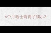 6个月哈士奇得了细小