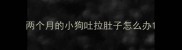 两个月的小狗吐拉肚子怎么办