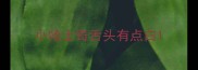 小哈士奇舌头有点白
