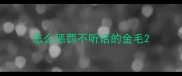 怎么惩罚不听话的金毛