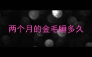 两个月的金毛睡多久